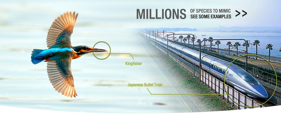 2015_04_15-03 king fisher