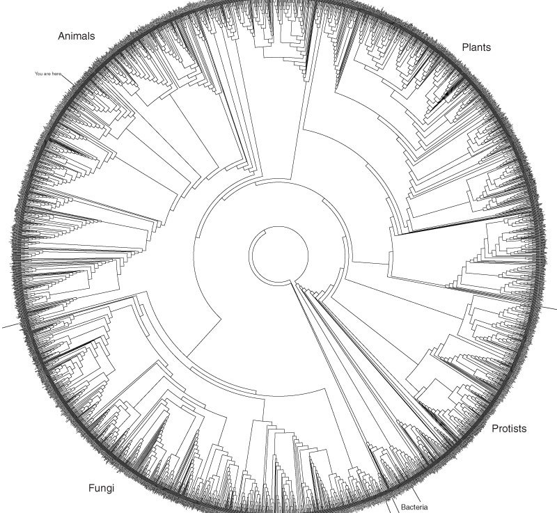 The tree of&nbsp;life.