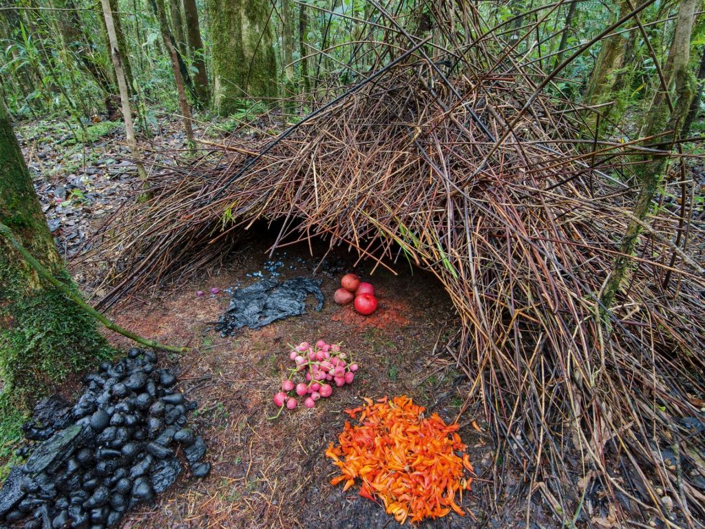 2015_05_17-06 gardener bowerbird