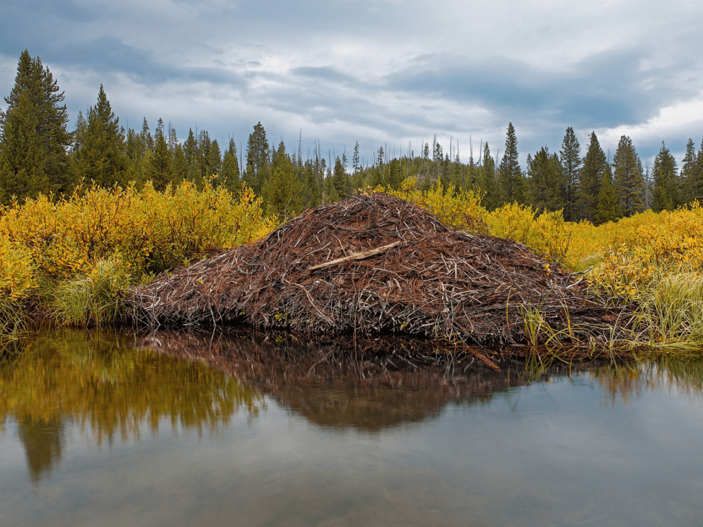 2015_05_17-08 beaver