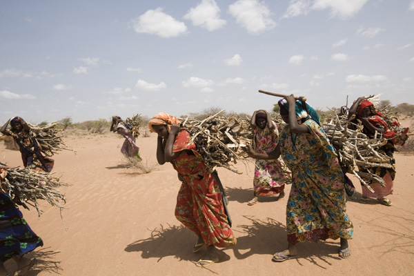 Kenya - Dadaab – 21st July 2011. Somali refugees collecting wood for cooking. It is illegal to cut wood inside the camp, the refugees are supposed to use only dead wood.