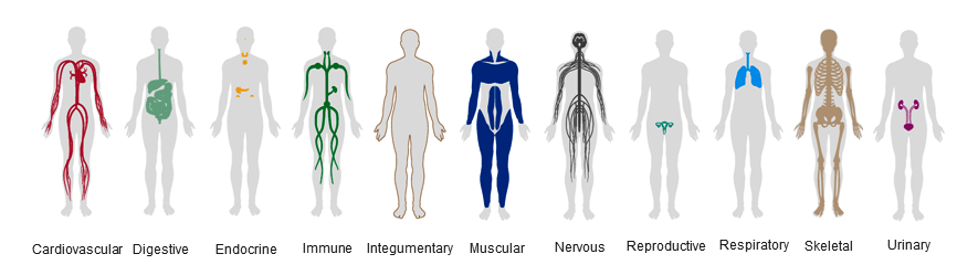 2016_08_18-06 body systems