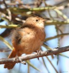 2016_09_02-05 Garrincha