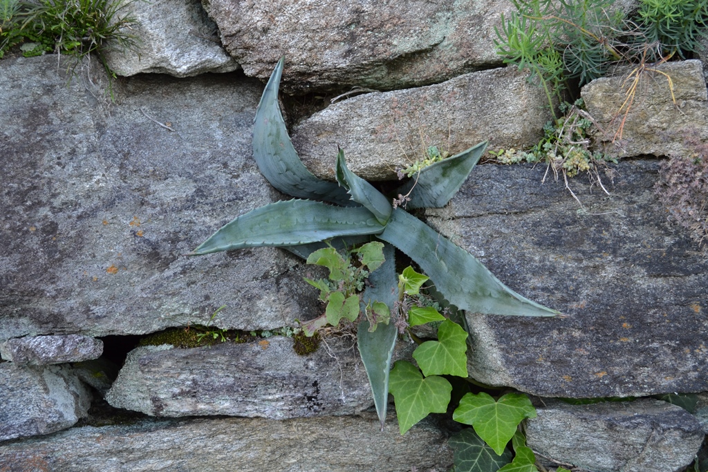 Resiliente il progetto o il Project&nbsp;Manager?