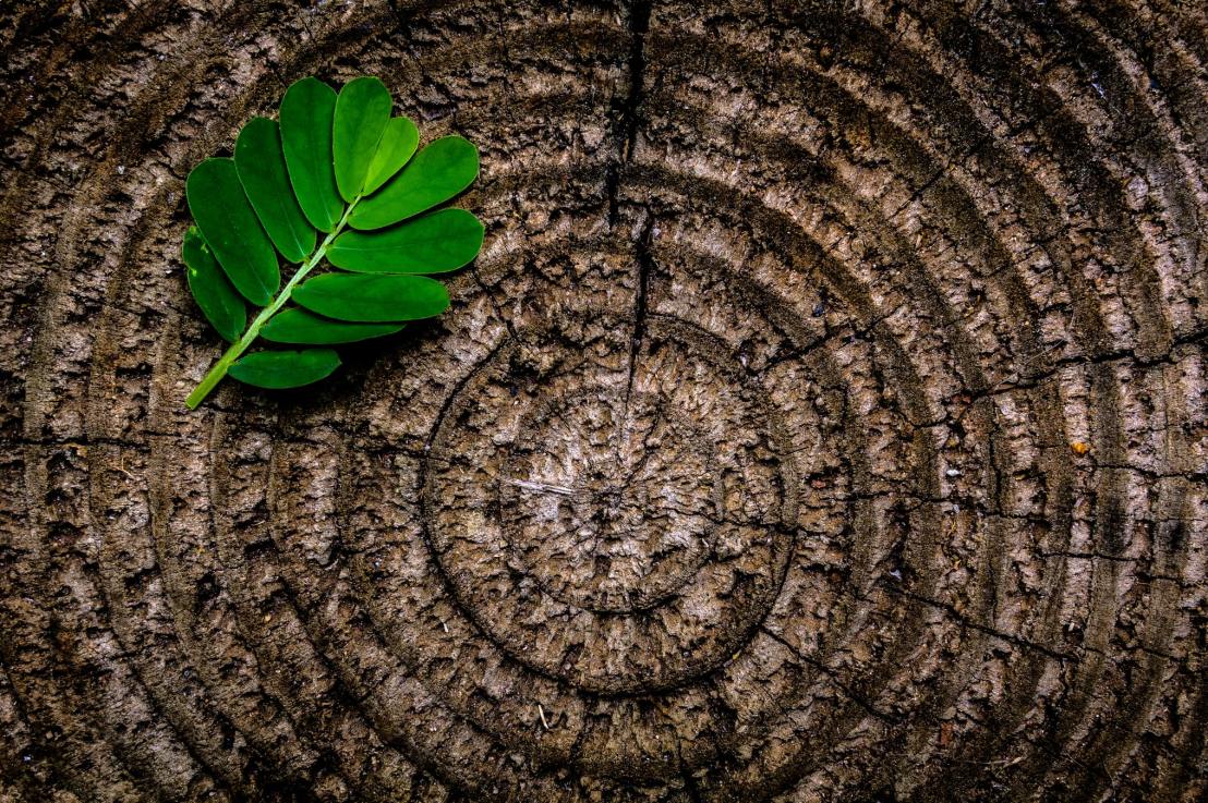 Sustainability goes beyond a single facet. Interview by&nbsp;InnoRenew.